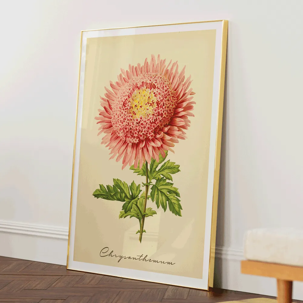 Chrysanthemum - Amber
