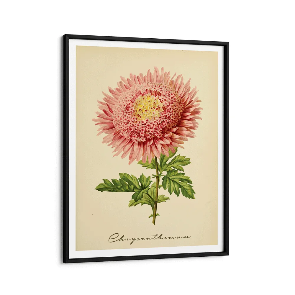 Chrysanthemum - Amber