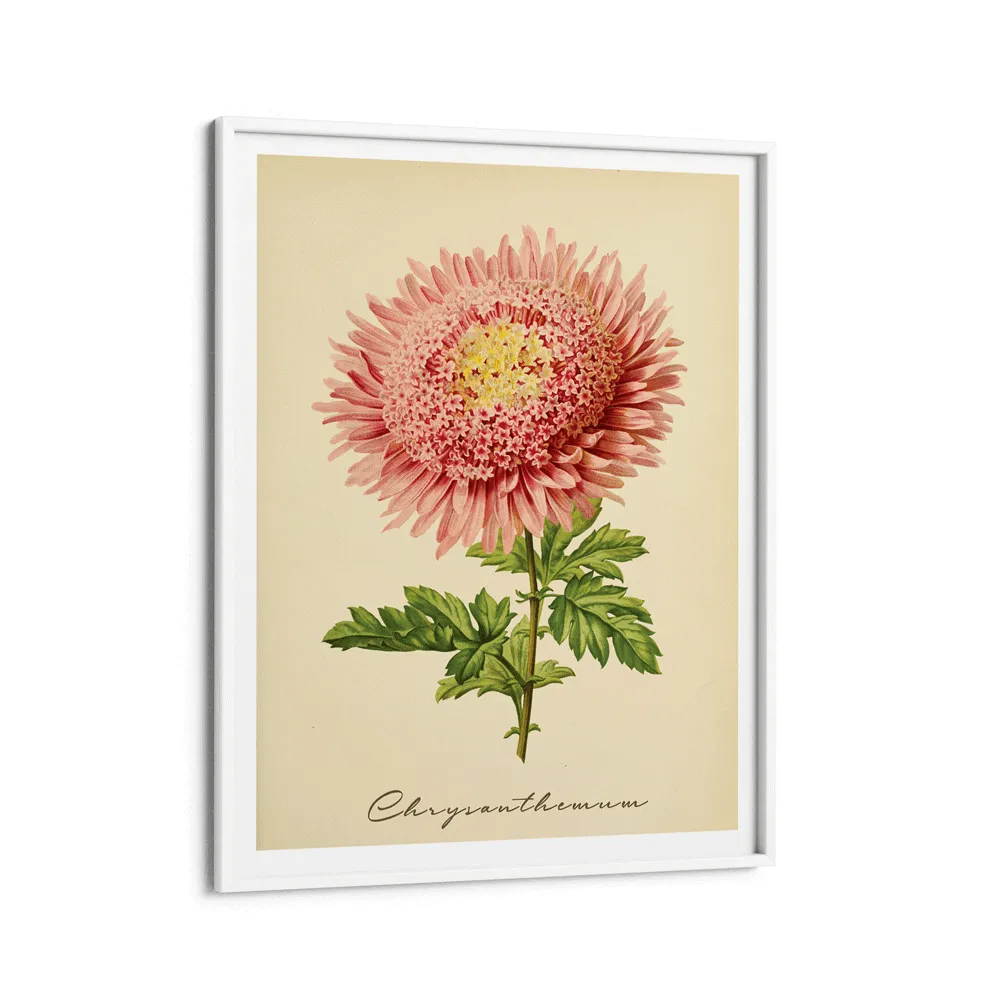 Chrysanthemum - Amber