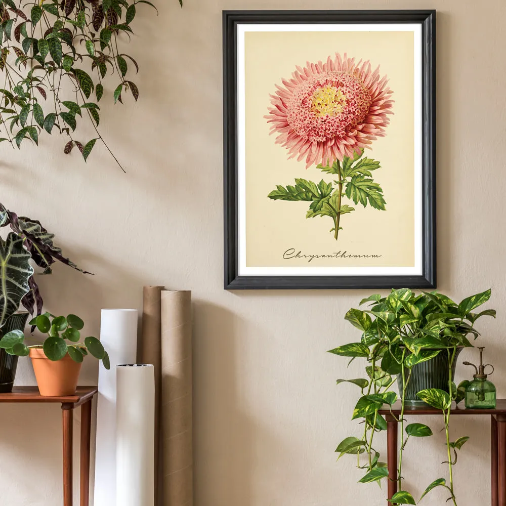 Chrysanthemum - Amber
