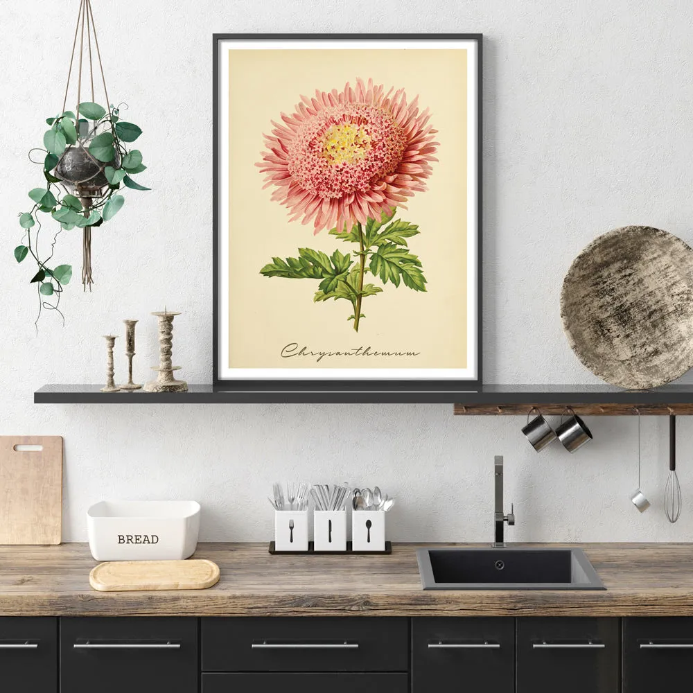Chrysanthemum - Amber