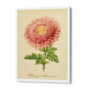 Chrysanthemum - Amber